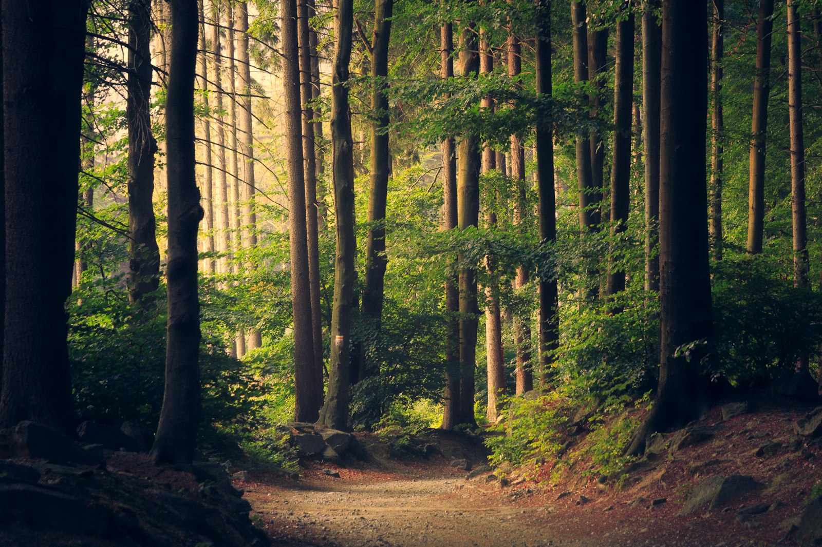 Floresta verdejante com luz solar entre as copas